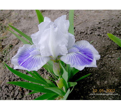 Ірис карликовий Біг блю айз (I. pumila Big Blue EYES )